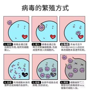 冠状病毒的繁衍方式